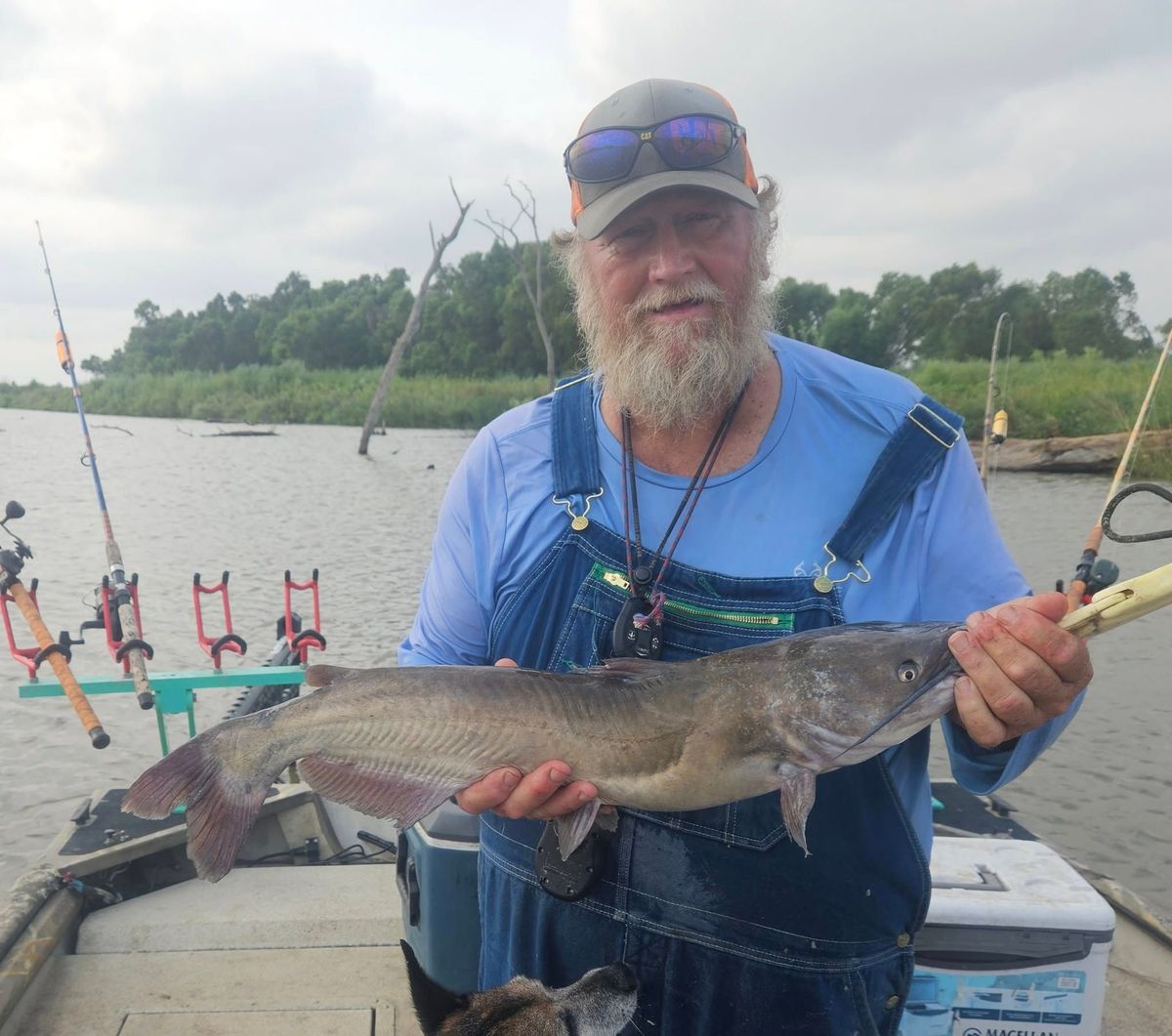 Blue Catter's Guide Service